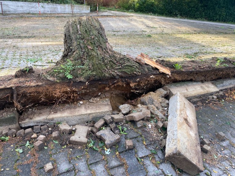 Unwetter 2023 Baum